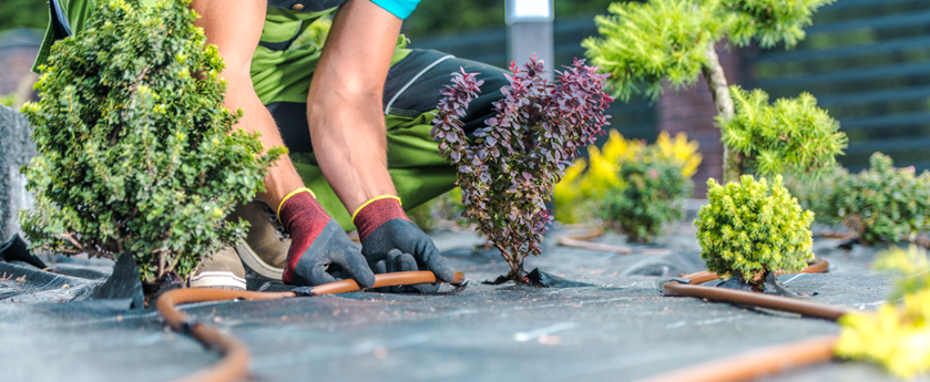 Gardener installing in-line drip irrigation
